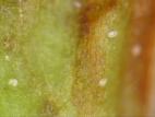 Tarsonème du fraisier (Phytonemus pallidus)_2