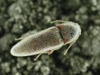 Melanotus spp._1