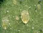 Aleurode serres (Trialeurodes vaporariorum)_3