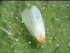 Aleurode serres (Trialeurodes vaporariorum)_4