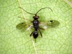 Braconidés (Braconidae)