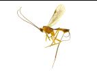 Braconidés (Braconidae)