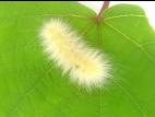 Diacrisie de Virginie (Spilosoma virginica)_3