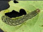 Ver-gris tacheté (Xestia c-nigrum)_7
