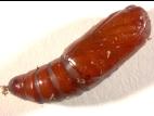 Perce-tige tacheté (Papaipema nebris)_5