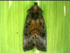 Perce-tige tacheté (Papaipema nebris)_6