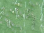 Aleurode serres (Trialeurodes vaporariorum)_5
