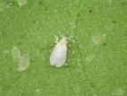 Aleurode serres (Trialeurodes vaporariorum)_7