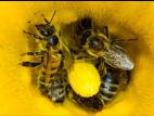 Abeille domestique (Apis mellifera)