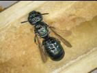 Ceratina dupla_6