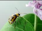 Chrysomèle du haricot (Cerotoma trifurcata)_3