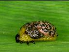Criocère des céréales (Oulema melanopus)_1