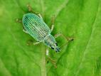 Charançon vert soyeux (Polydrusus sericeus)_1