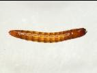 Melanotus spp._2