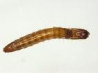 Melanotus spp._3