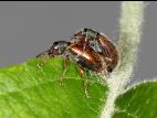 Charançon radicicole européen (Phyllobius oblongus)_2