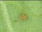 Puceron du soya (Aphis glycines)_3