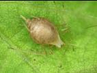 Puceron du pois (Acyrthosiphon pisum)_4