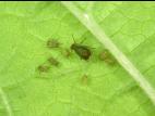 Puceron bicolore des céréales (Rhopalosiphum padi)_2