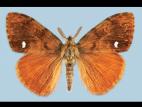 Chenille à houppes rousses (Orgyia antiqua)_3