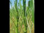 Légionnaire uniponctuée (Mythimna unipuncta)_6