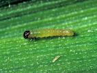 Légionnaire d'automne (Spodoptera frugiperda)_3