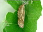 Belle dame (Vanessa cardui)_5
