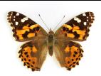 Belle dame (Vanessa cardui)_6