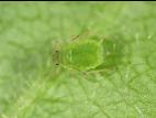 Puceron du nerprun (Aphis nasturtii)_3
