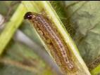 Pyrale du mais (Ostrinia nubilalis)_3
