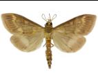 Pyrale du mais (Ostrinia nubilalis)_4