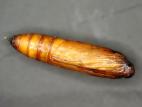 Pyrale du mais (Ostrinia nubilalis)_6