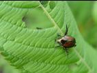 Scarabée japonais (Popillia japonica)_4
