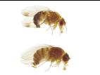 Drosophile à ailes tachetées (Drosophila suzukii)_1