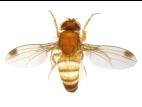Drosophile à ailes tachetées (Drosophila suzukii)_6
