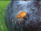 Pseudanthonomus seriesetosus_2