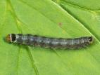 Cnephasia stephensiana_3
