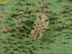 Punaise reticulée du noyer (Corythucha juglandis)_3