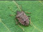 Punaise marbrée (Halyomorpha halys)_3