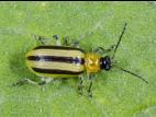 Chrysomèle rayée du concombre (Acalymma vittatum)_2