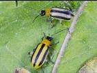 Chrysomèle rayée du concombre (Acalymma vittatum)_3
