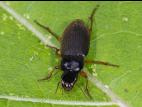 Harpalus rufipes_2