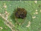 Casside oursonne (Plagiometriona clavata)_2