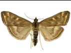 Tisseuse de la betterave (Loxostege sticticalis)_1