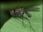 Mouche des semis (Delia platura)_5