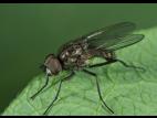 Mouche des semis (Delia platura)_6