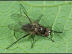 Mouche des semis (Delia platura)_7
