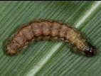 Légionnaire d'automne (Spodoptera frugiperda)_5