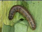 Légionnaire d'automne (Spodoptera frugiperda)_7