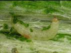 Teigne du poireau (Acrolepiopsis assectella)_2